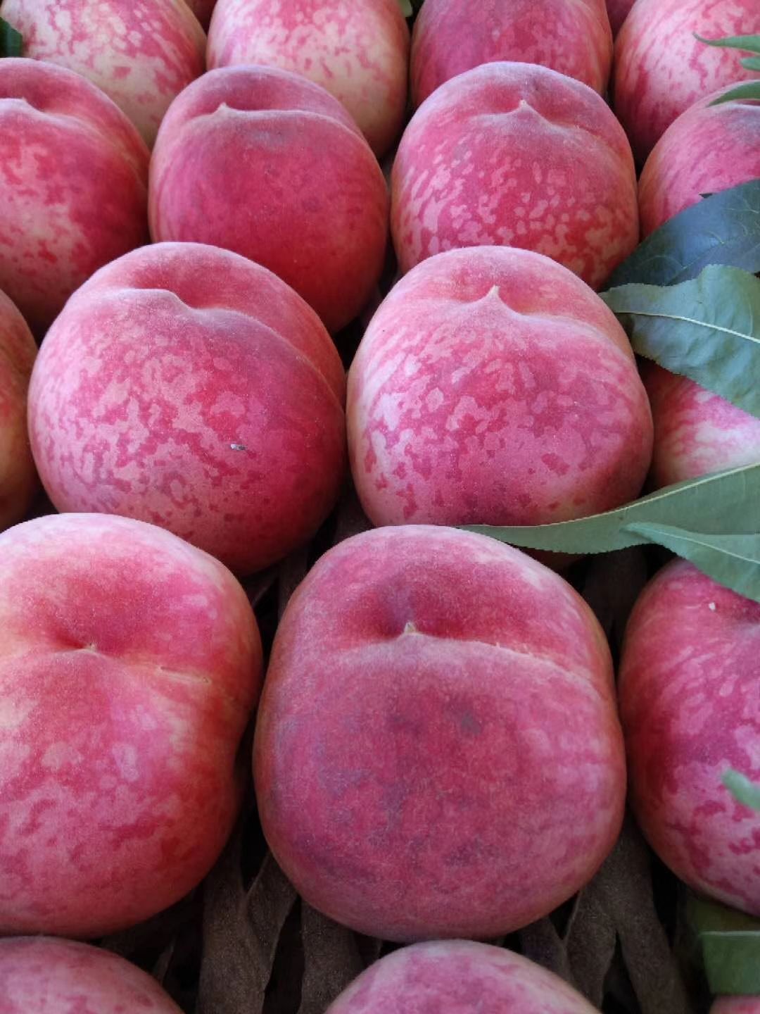 突围桃  河北省乐亭县春雪突围毛桃大量上市