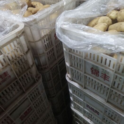 沂水县土豆，荷兰土豆