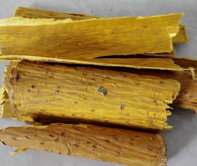 盐津县黄柏皮优质去皮黄柏皮中药材