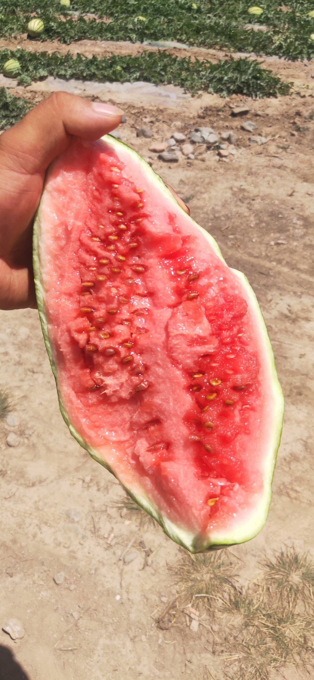 金花西瓜 甘肃省靖远县硒砂瓜