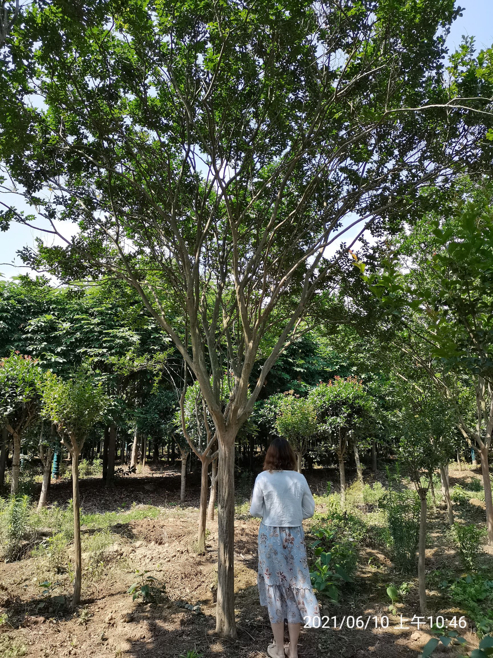 15公分紫薇陕西汉中