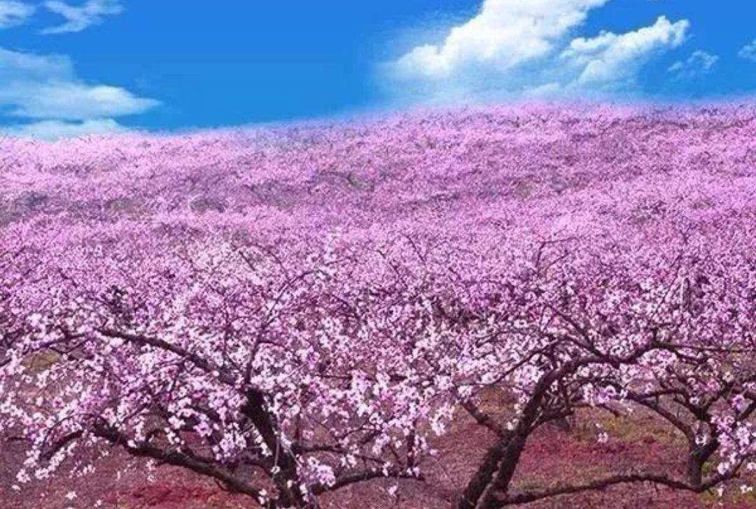 锦绣黄桃  黄桃成林果园40亩整体出手