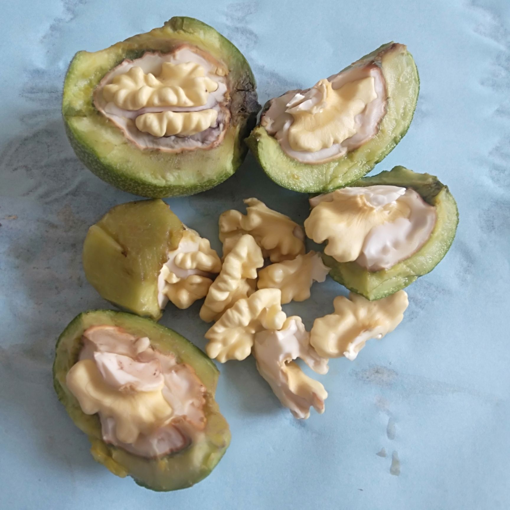 产地销售 青皮核桃 鲜核桃 批发