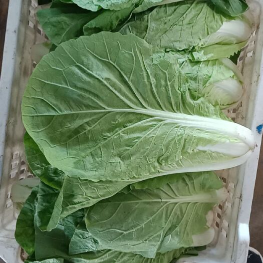 清徐县 精品快菜，油麦菜