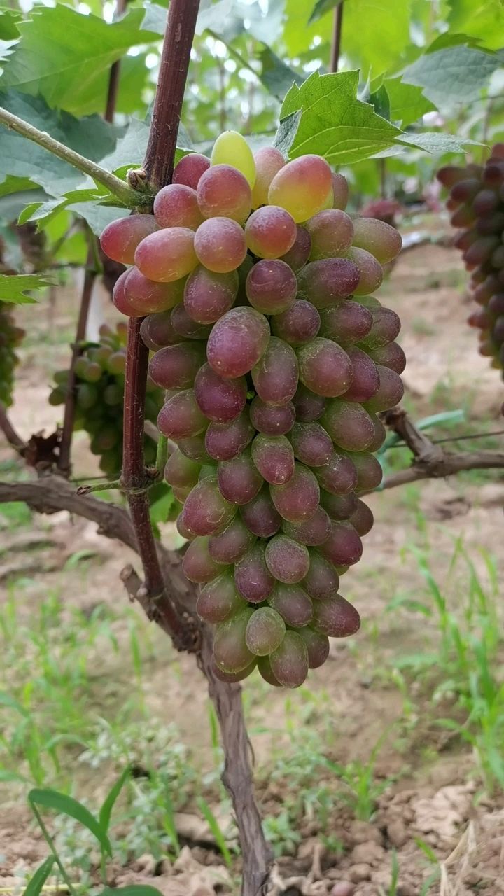 茉莉香葡萄  葡萄茉莉香，大量上市，产地直发全国