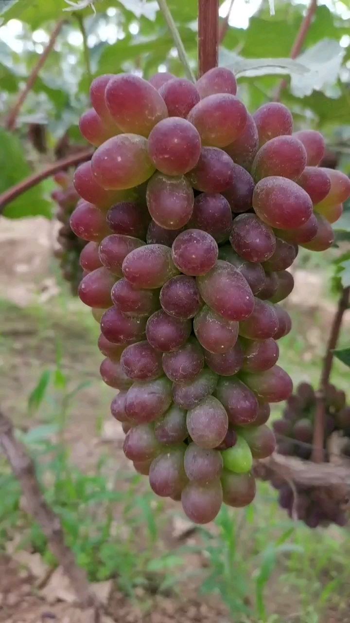 茉莉香葡萄  葡萄茉莉香，大量上市，产地直发全国