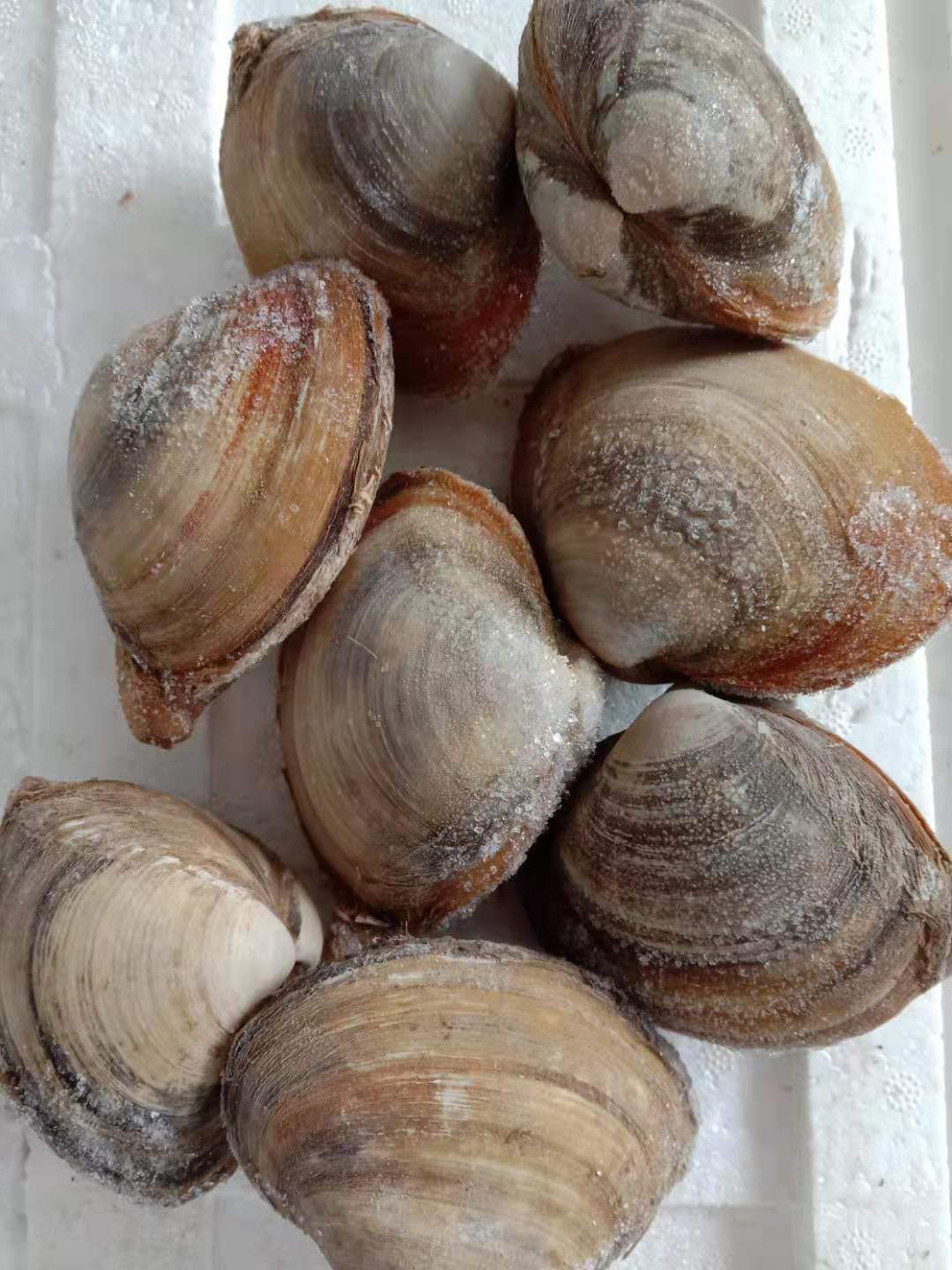 北极贝，冻货，一箱50斤，清库处理