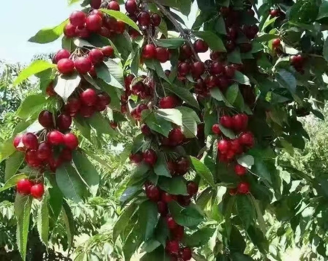 俄罗斯8号樱桃苗 车厘子樱桃苗