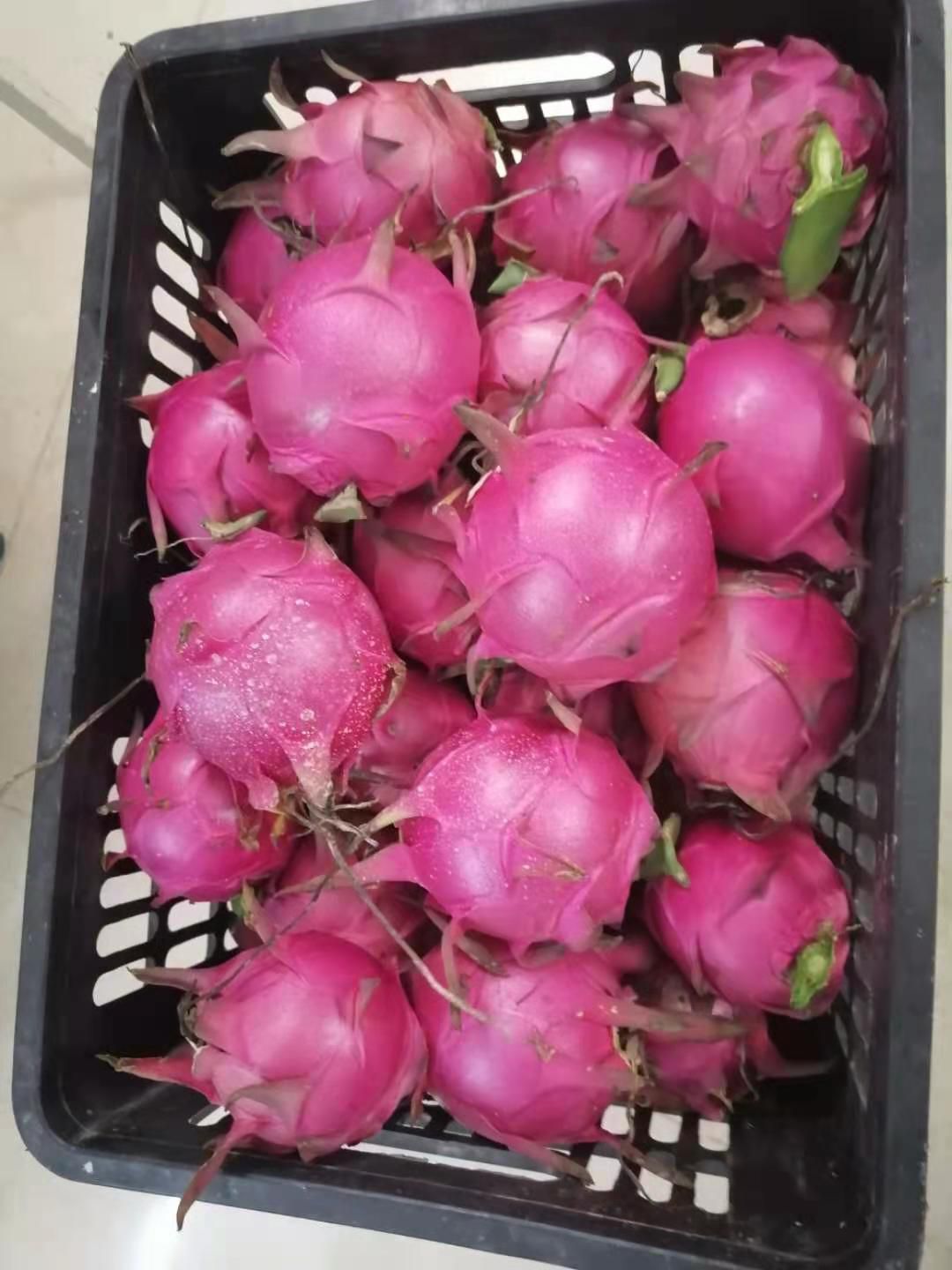 金都一号火龙果  湛江种植红肉红心火龙果自产自销新鲜现摘水果优惠批发