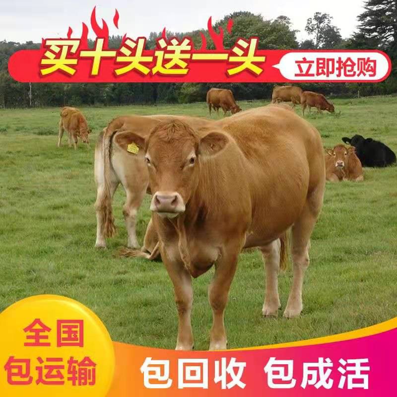 鲁西牛  鲁西黄牛夏洛莱牛利木赞牛西门塔尔牛安格斯牛牛犊肉牛小牛