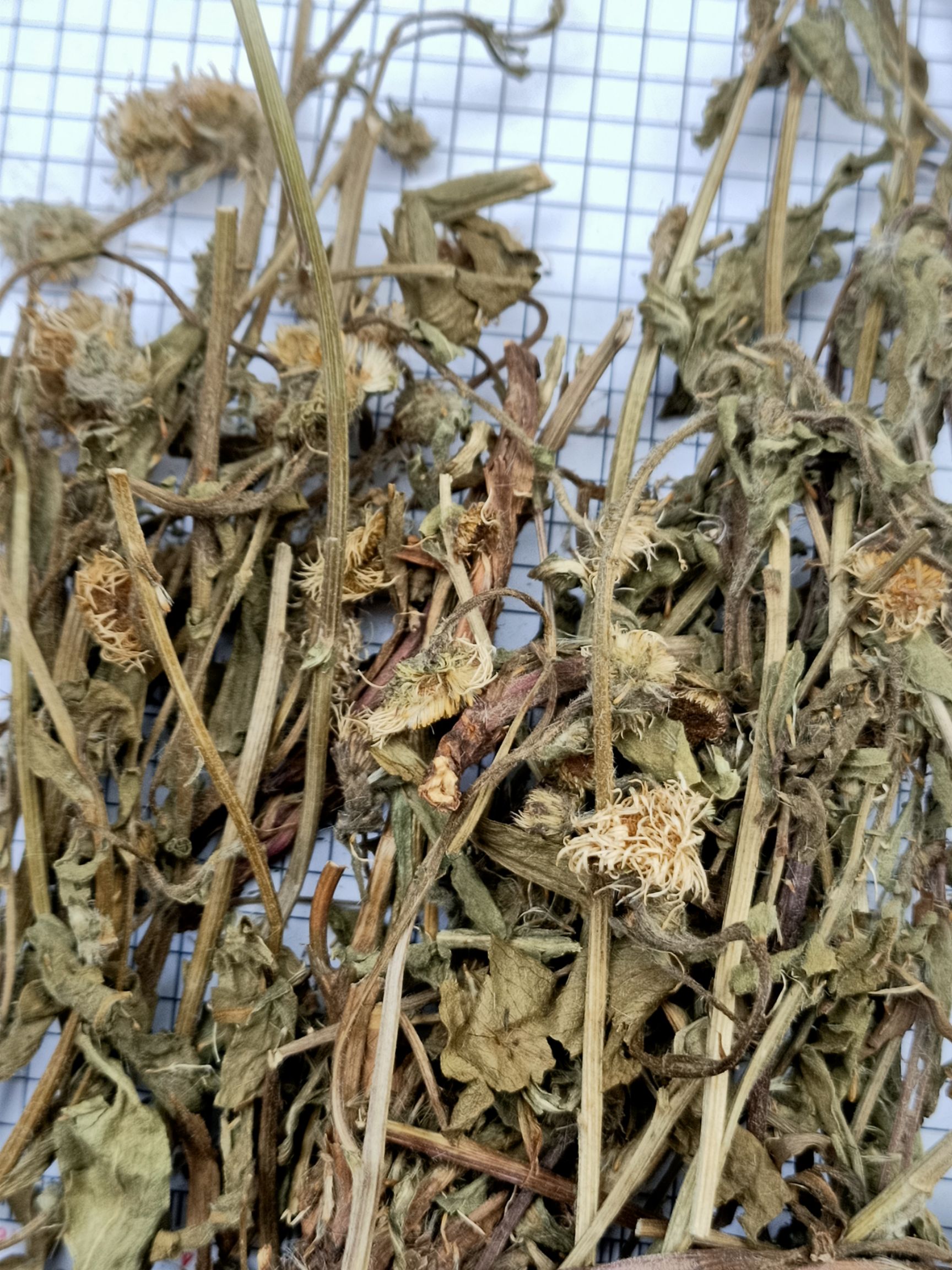  田氏原生草药店正品灯盏花 灯盏草 灯盏细辛 500克