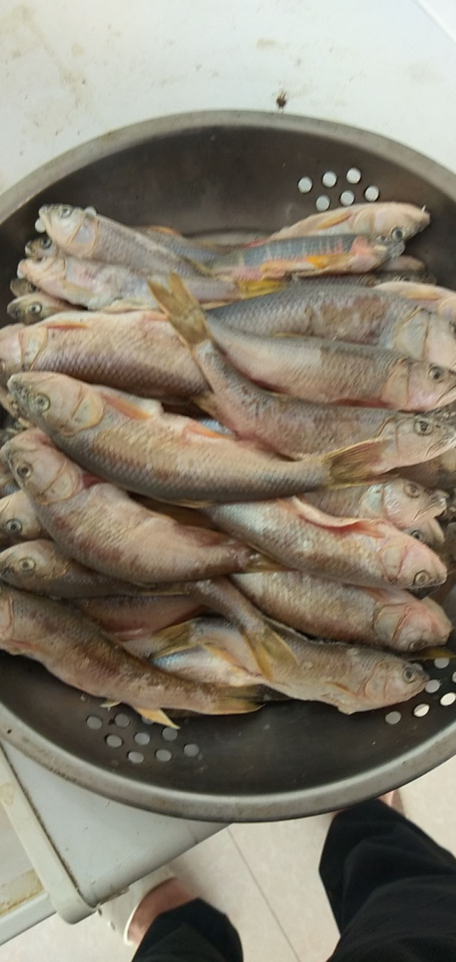 翘嘴鲌鱼 鱼白鱼