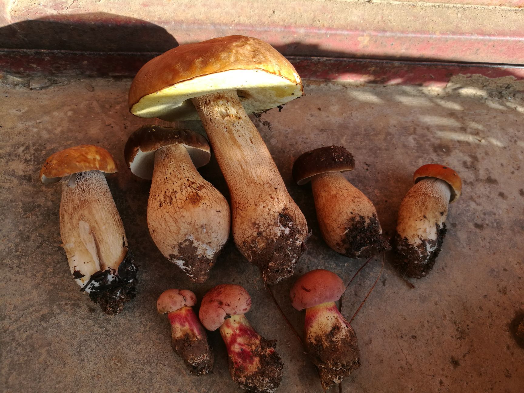 野生菌见手青