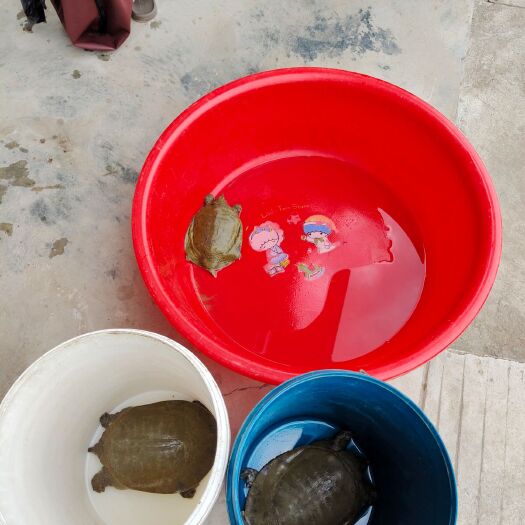 盐亭县清溪花鳖  甲鱼