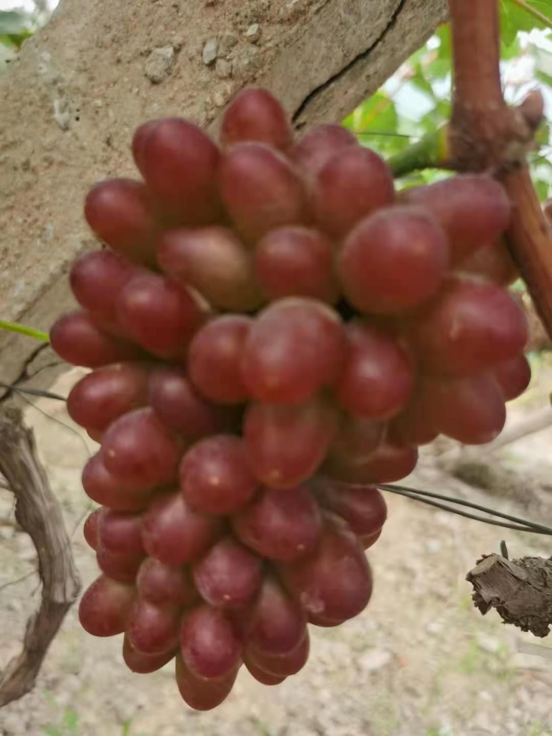 茉莉香葡萄  葡萄茉莉香，大量上市，产地直发全国