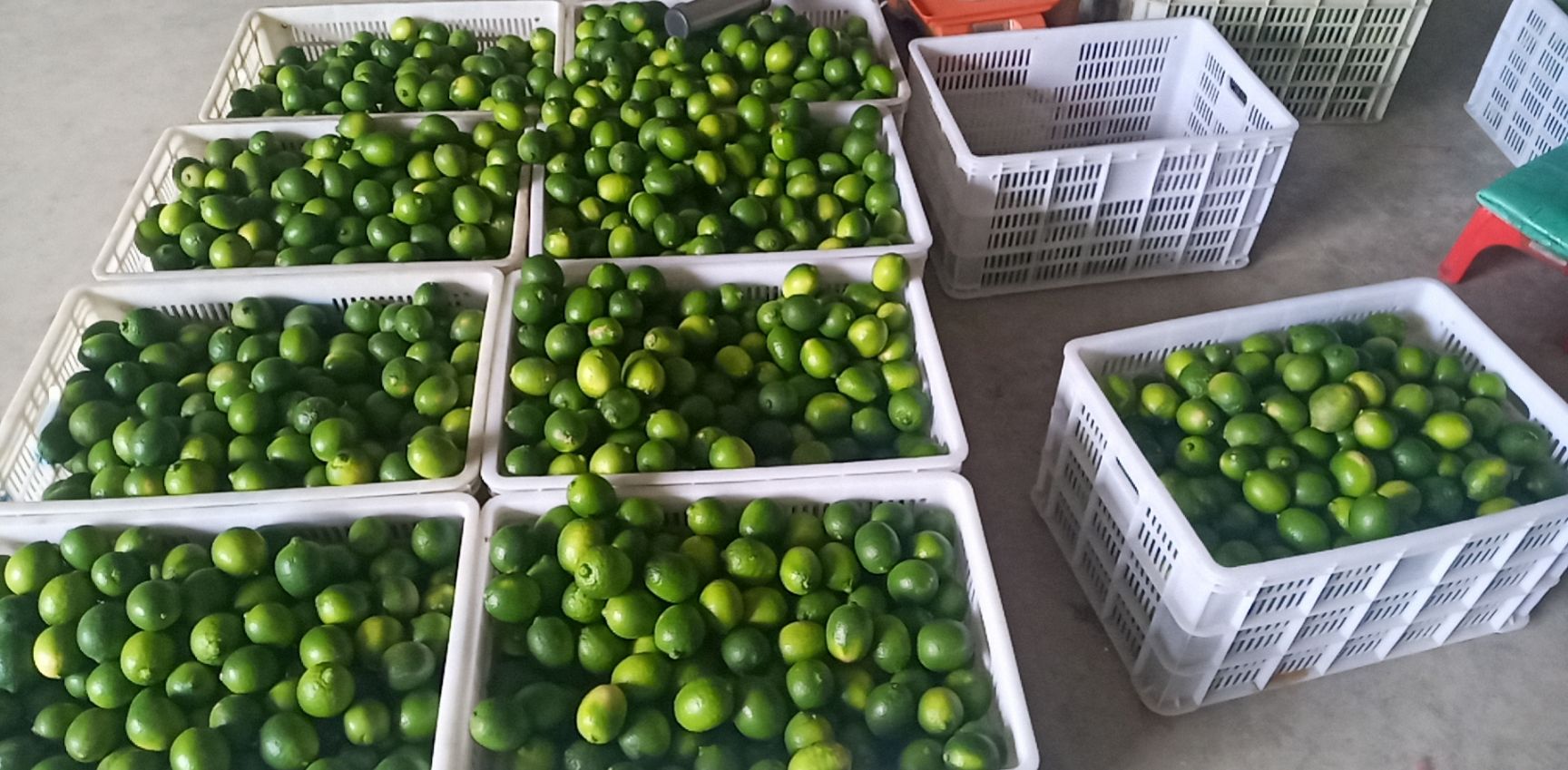 青柠檬无籽(现采现发货)(百亩种植农户)全年批发供应发货