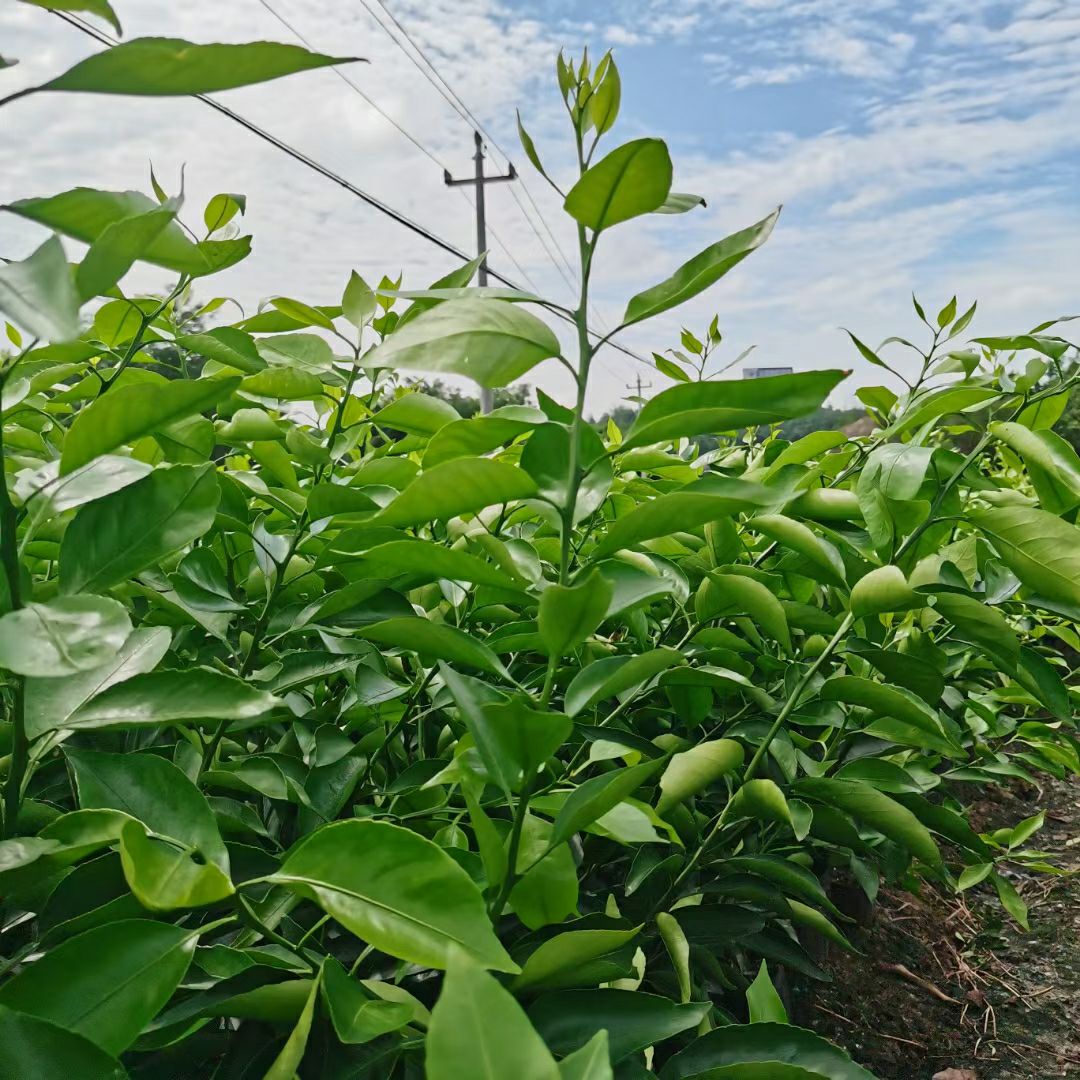 黄美人柑橘苗  黄美人，爱媛68号柑橘杯苗，裸根苗品质保证。