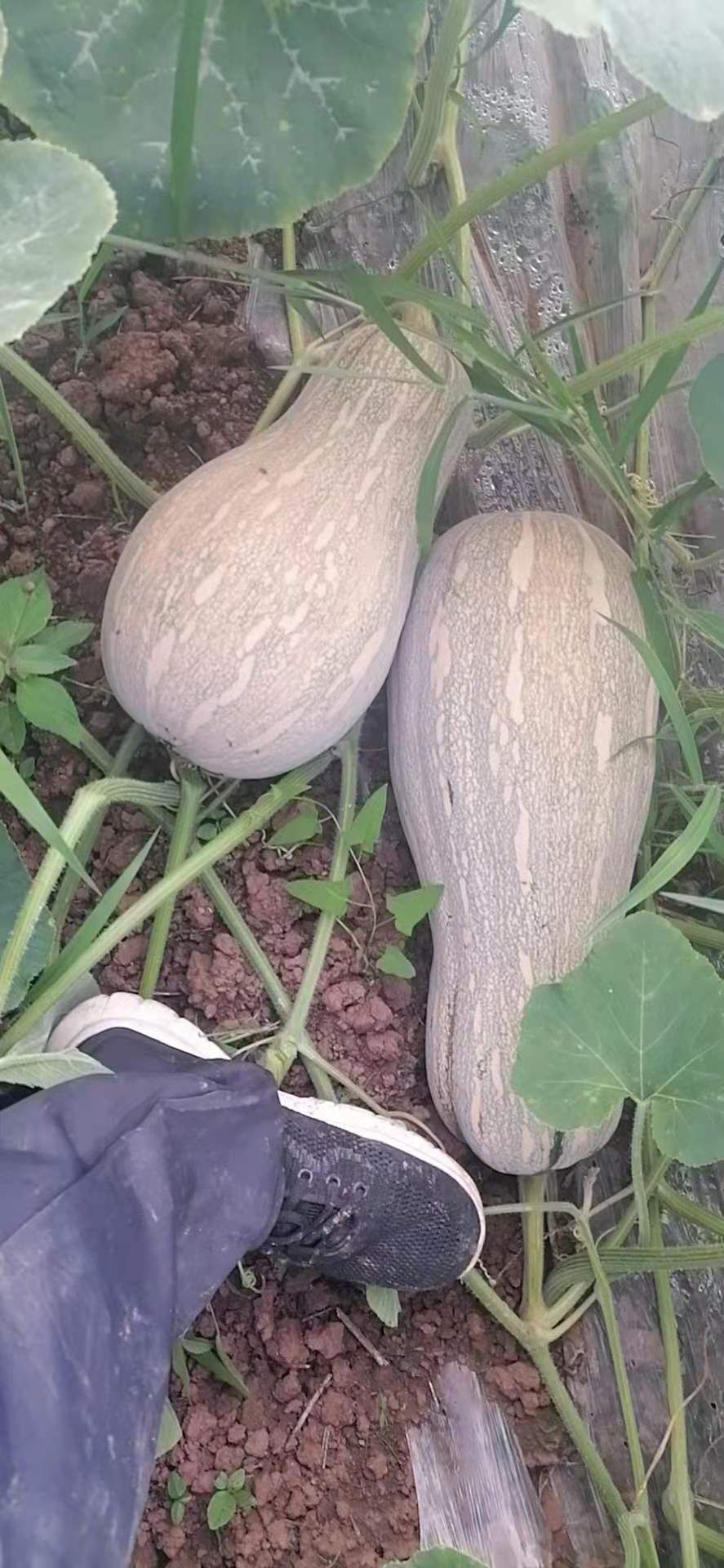 蜜本南瓜 密本南瓜