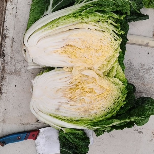 哈尔滨哈尔滨地产黄心大白菜，甘蓝，