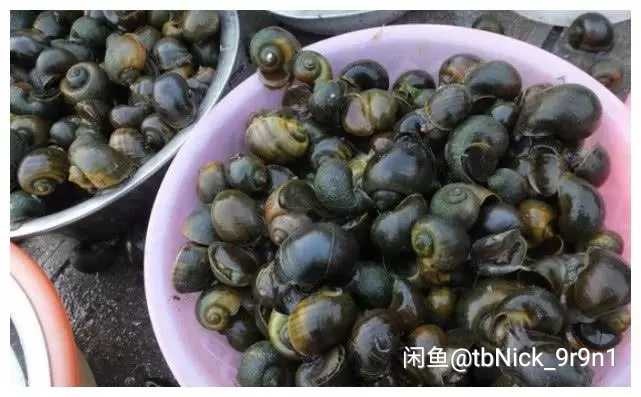 罗定市螺蛳 福寿螺，螃蟹饲料。