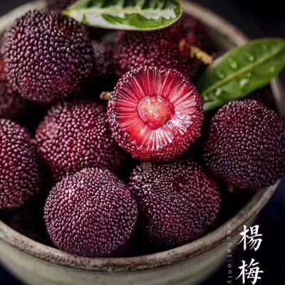 荔浦市东魁杨梅树苗  大个特早东魁杨梅杯苗，移栽地苗