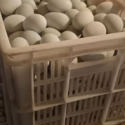 青岛 臭鸭蛋