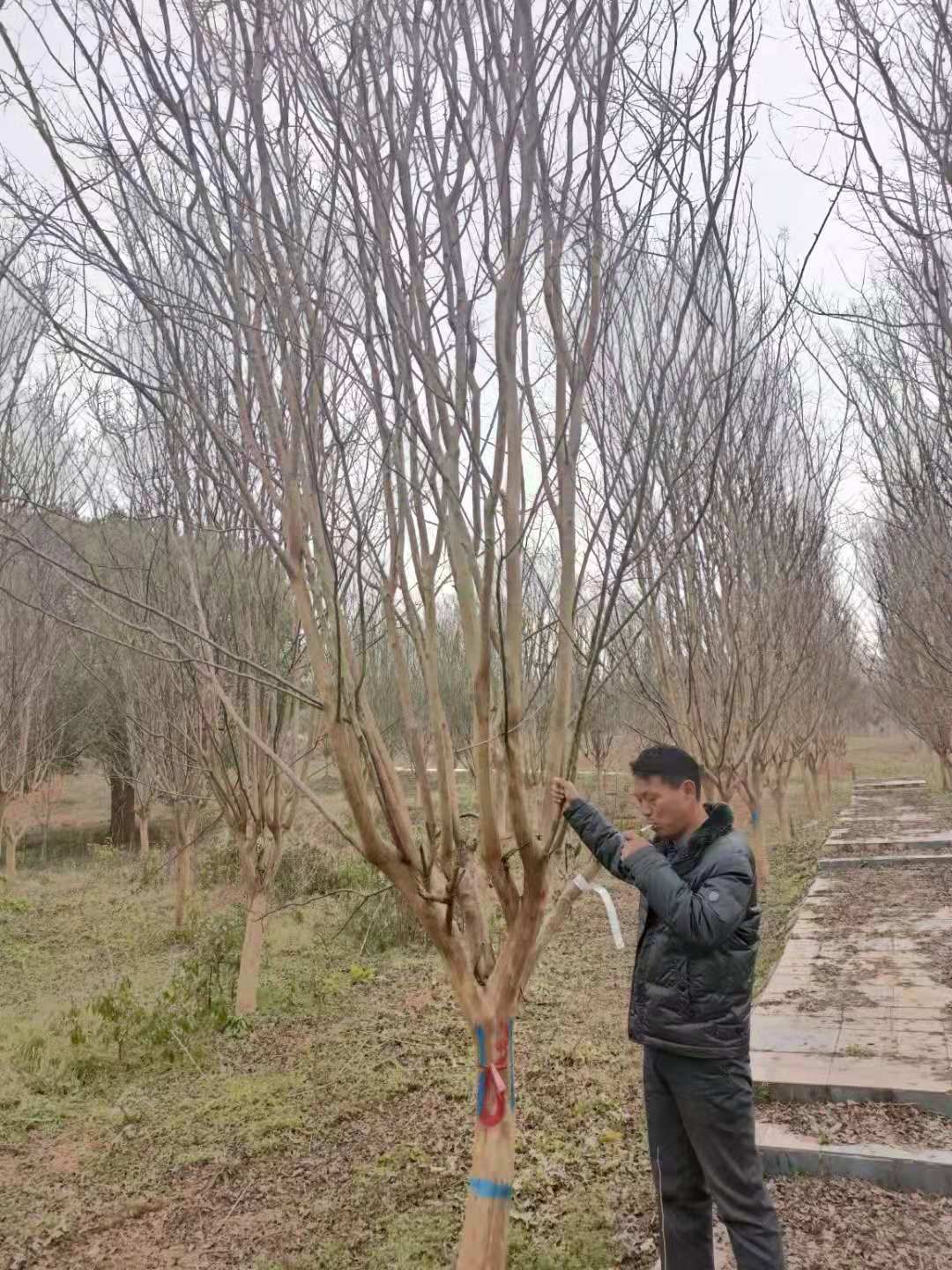 红花紫薇