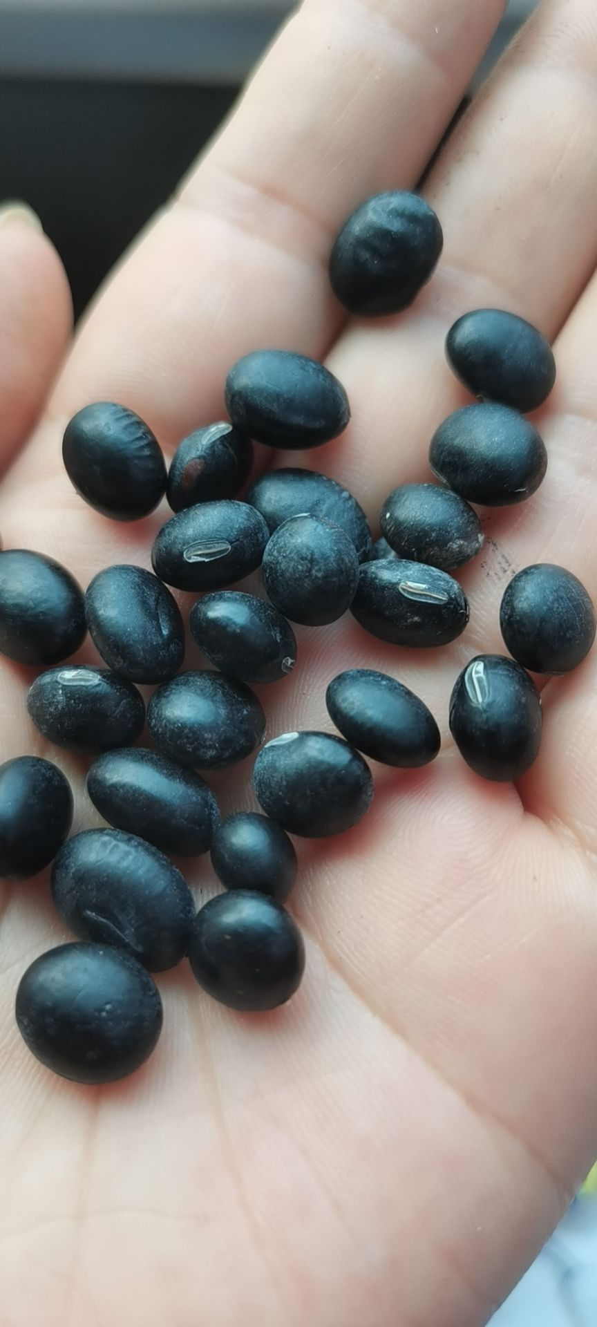 批发生黑豆青仁/黄仁 熟黑豆 绿心黑豆 黑豆粉用料熟黑豆