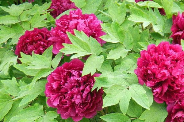 观赏牡丹重瓣牡丹国花牡丹多分枝牡丹