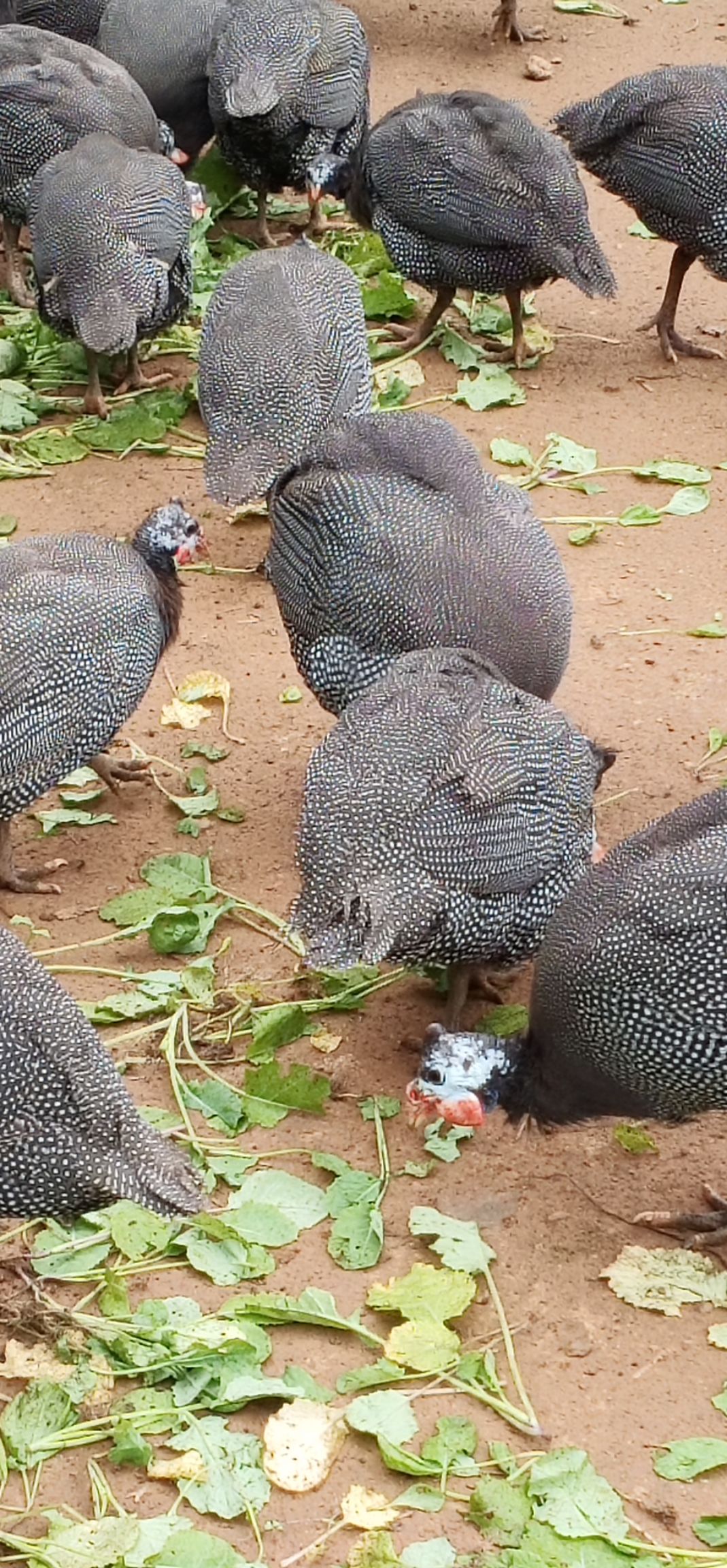 珍珠鸡，自家散养，绿色养殖，滋补佳品