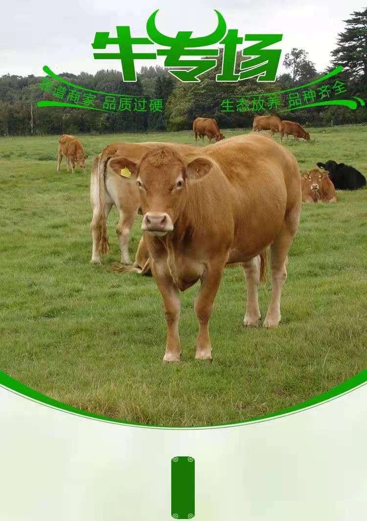 鲁西黄牛西门塔尔牛牛犊肉牛夏洛莱牛利木赞牛杂交牛改良黄牛