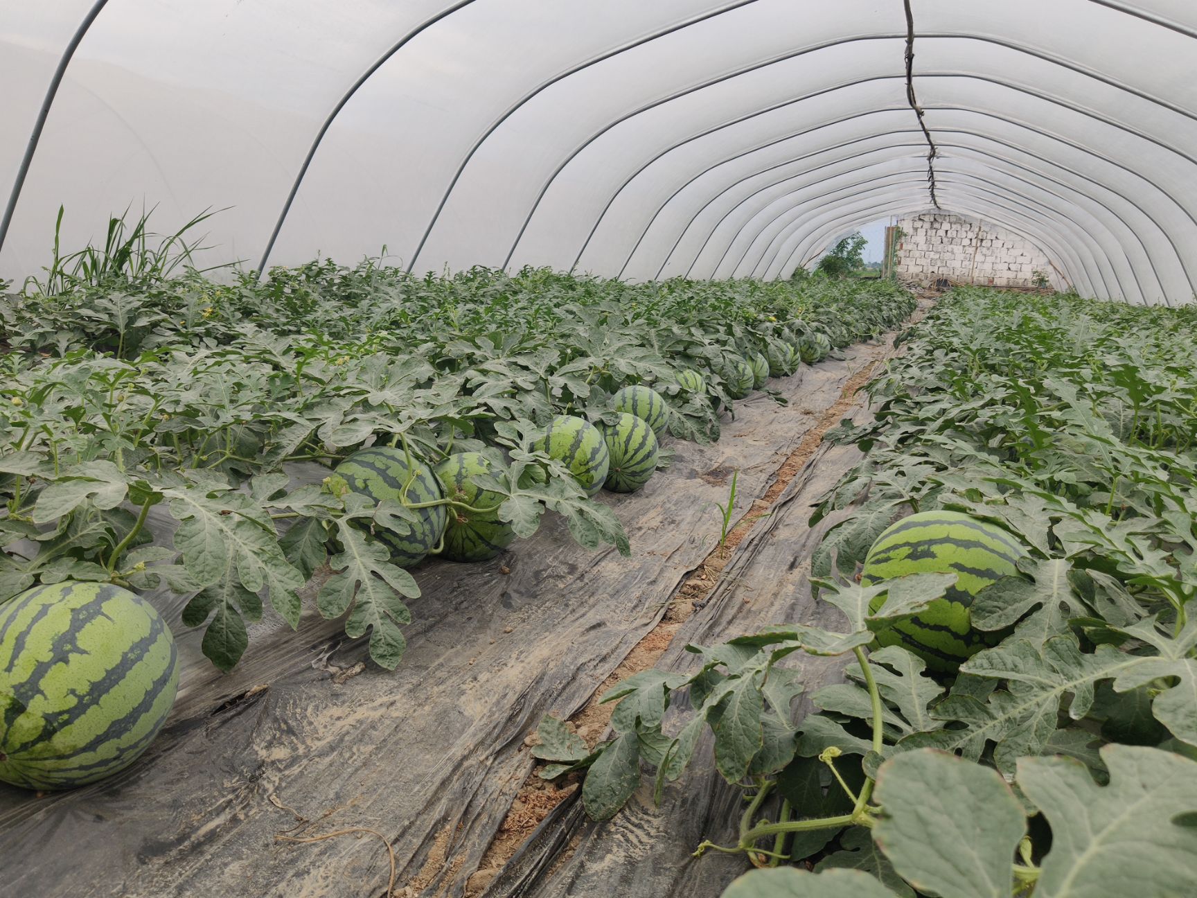 美都西瓜  开园美都7月6日开园头茬美都个头平均15斤以上