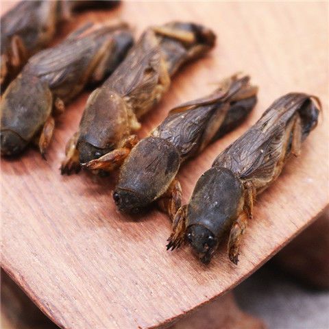 蝼蛄干  干货蝼蛄 土狗 地狗500克蝼蛄 地狗子