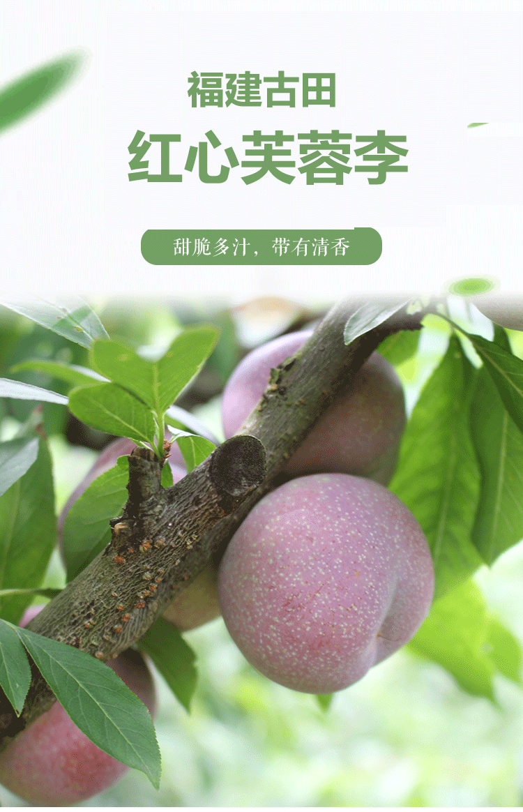 福建古田油奈+李红心芙蓉李双拼现摘现发