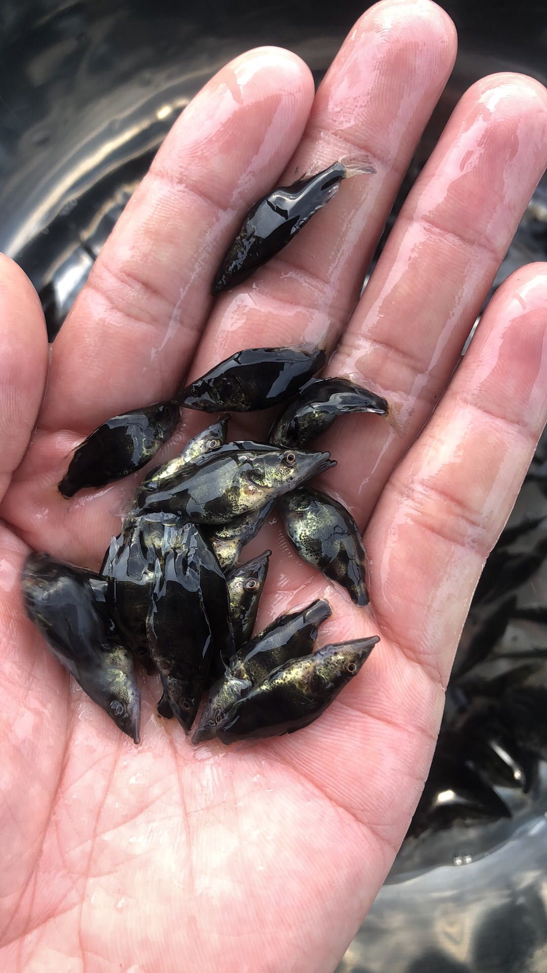 产地直供桂鱼苗鳜鱼桂花鱼苗，空运，水车，客运，提供养殖技术