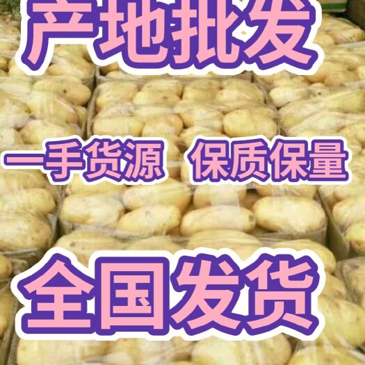 荷兰15  土豆  山东荷兰十五土豆大量批发 黄心土豆