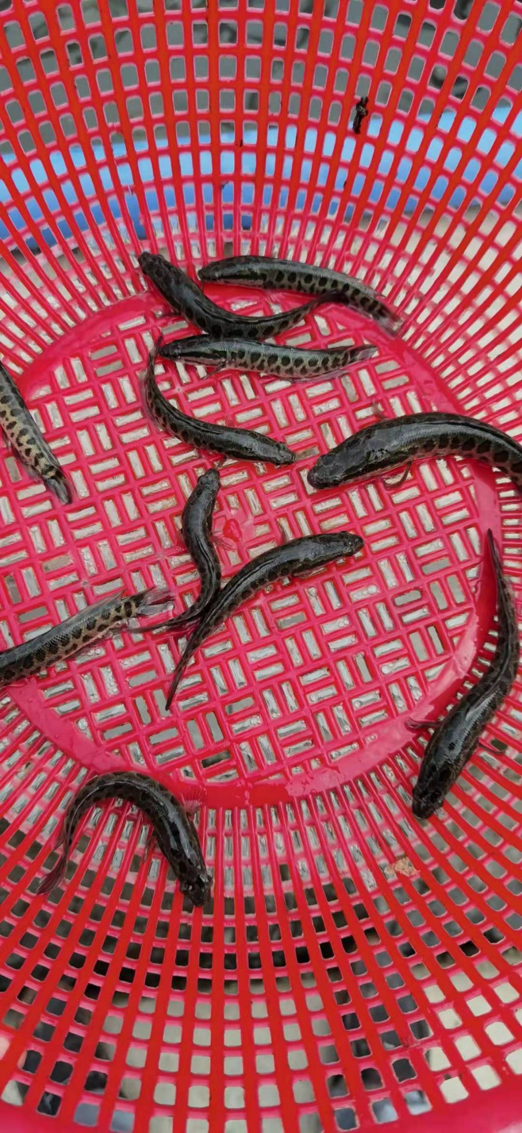 黑鱼苗，基地直供，提供技术支持，抗病能力强