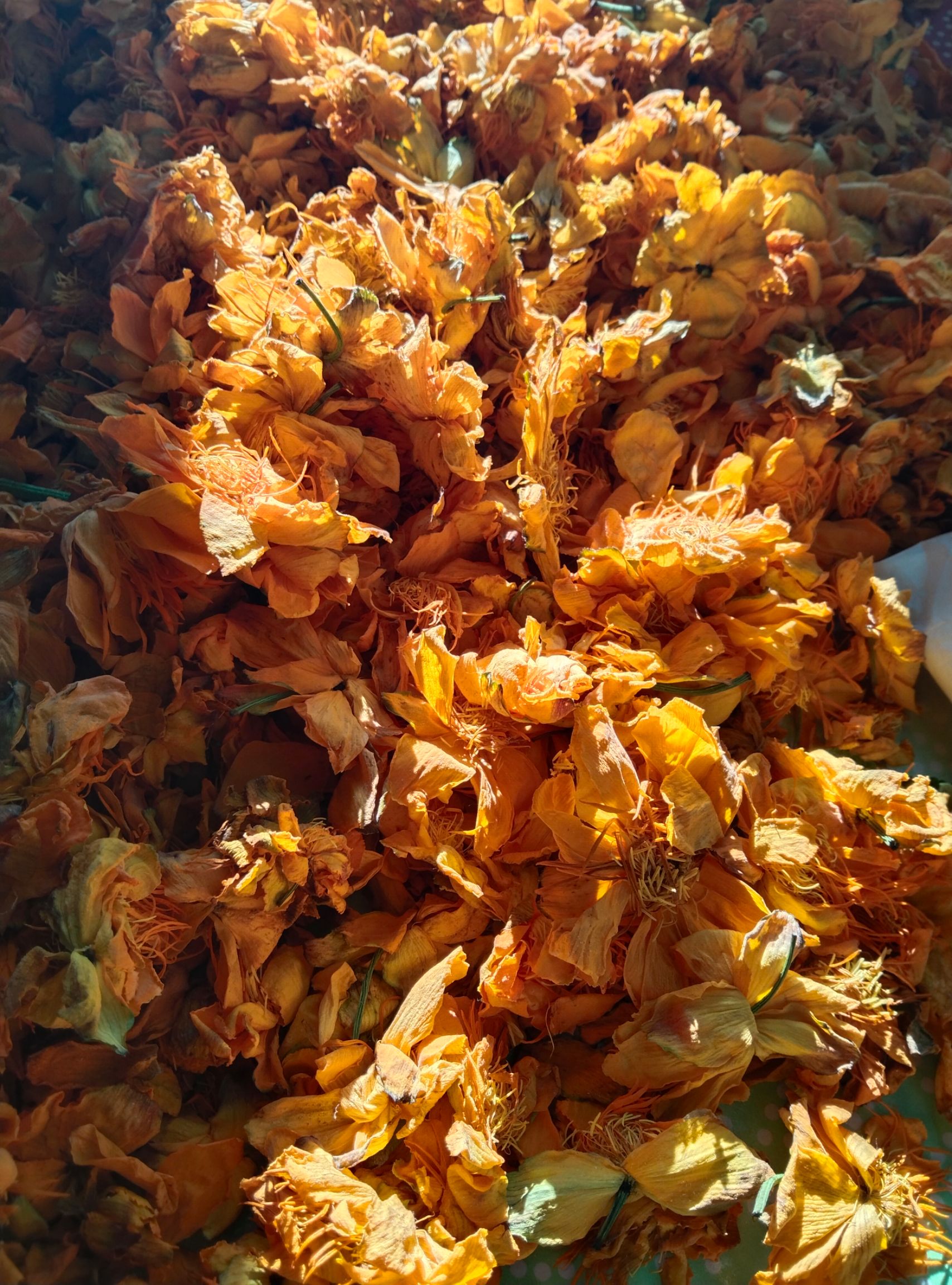 金莲花干花  中华一号金莲花2年苗一万棵起批