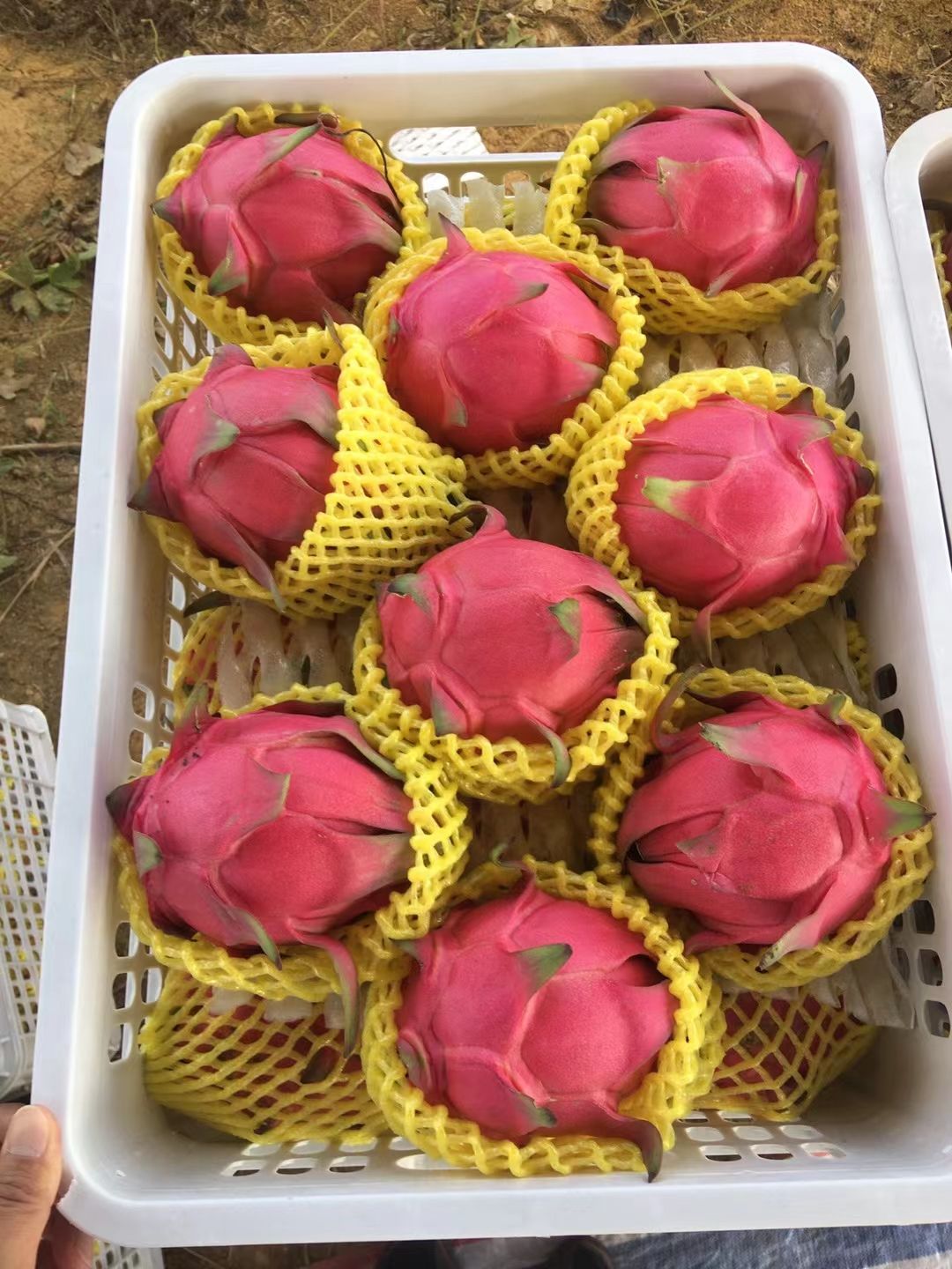 金都一号火龙果 大量供应优质火龙果，金都一号 软枝大红。有意向的老板联系我。