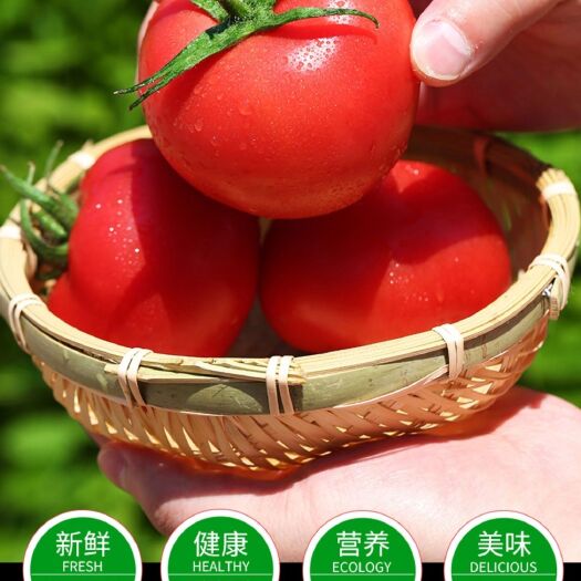 西红柿新鲜蔬菜10斤当季沙瓤自然熟