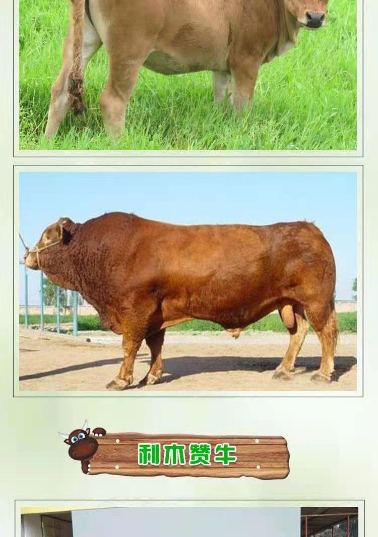 鲁西黄牛西门塔尔牛牛犊肉牛夏洛莱牛利木赞牛杂交牛改良黄牛
