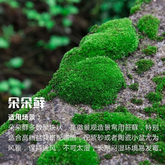 瑞昌市青苔  苔藓