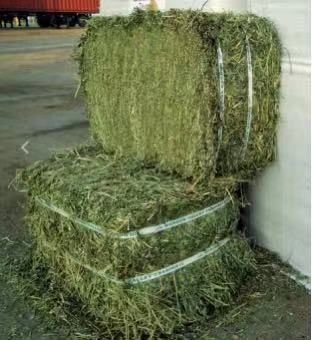 苜蓿草，蛋白16-22，乳品优选，提高产奶量，养殖场