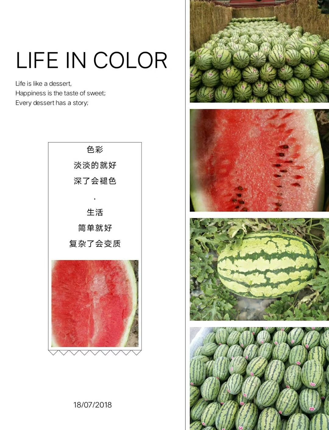 金花西瓜 甘肃旱地硒砂瓜，个头大 口感好 皮薄 瓤子鲜红