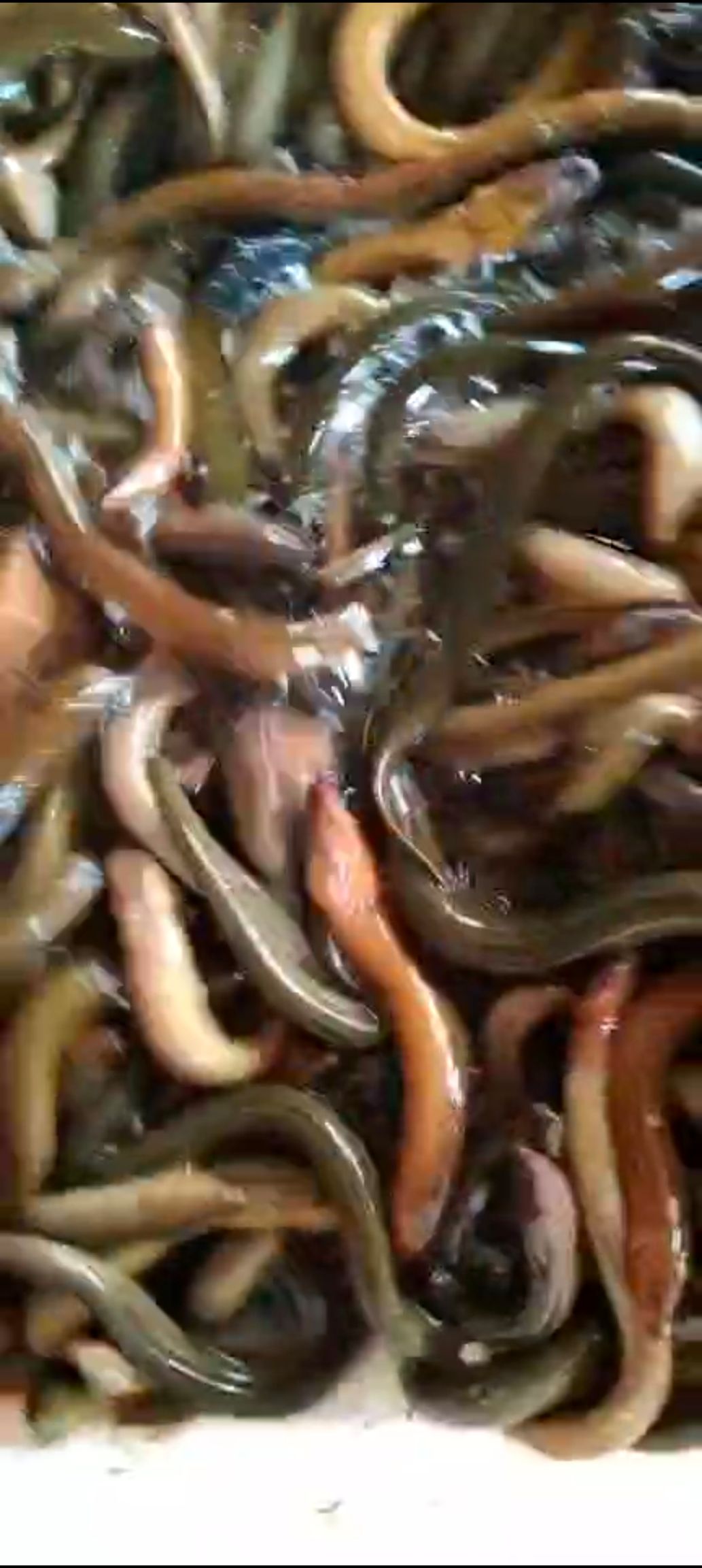 黄鳝大量有货现货