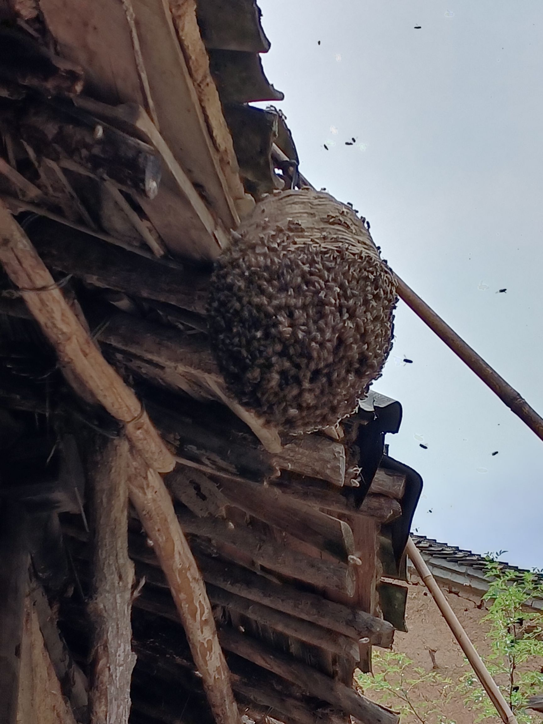中华蜜蜂  秦岭深山中蜂群