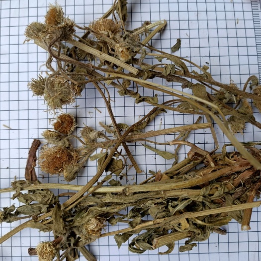  田氏原生草药店正品灯盏花 灯盏草 灯盏细辛 500克