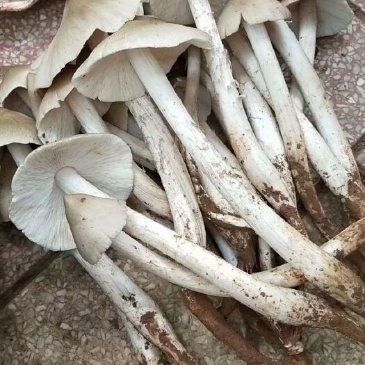 遵义鸡枞菌，伞把菇，三白菇，纯野生来自贵州大山深处馈赠山珍