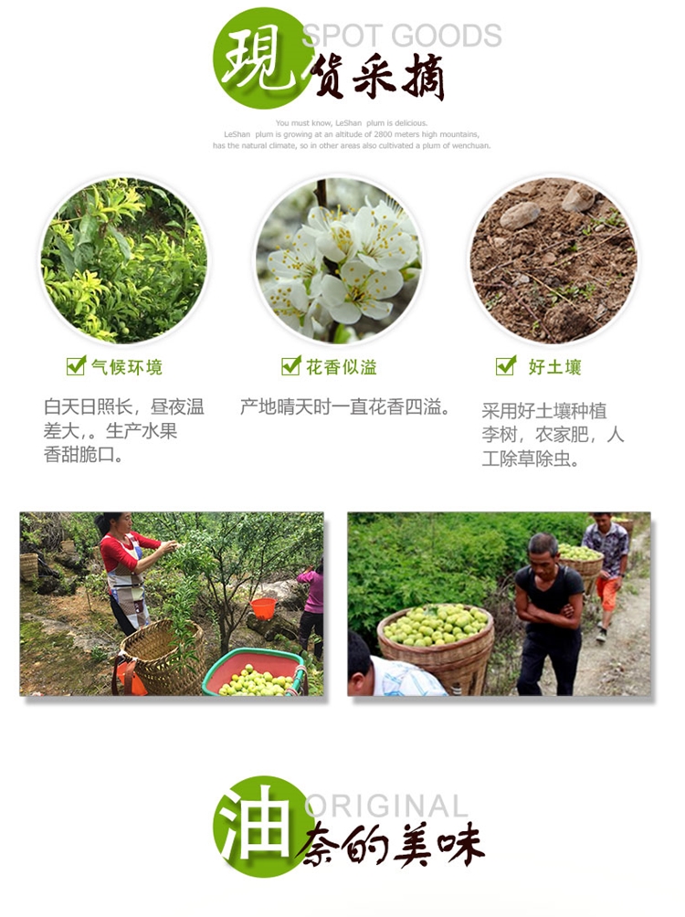 福建古田油奈+李红心芙蓉李双拼现摘现发