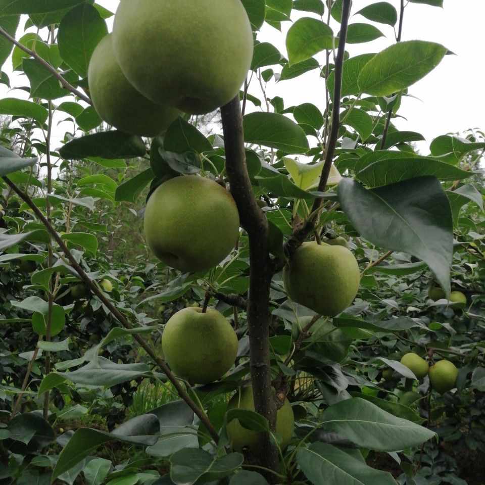 苍溪翠冠梨